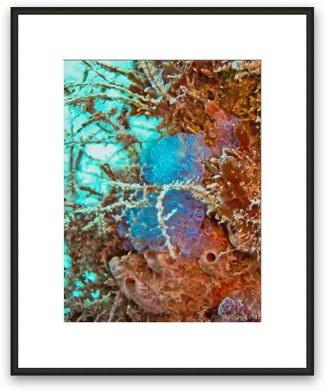 Corals Framed Fine Art Print