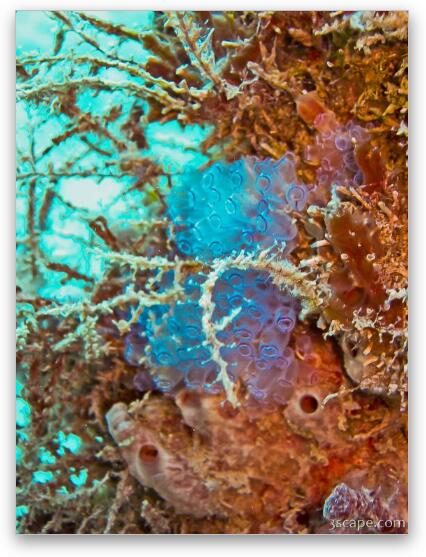 Corals Fine Art Metal Print