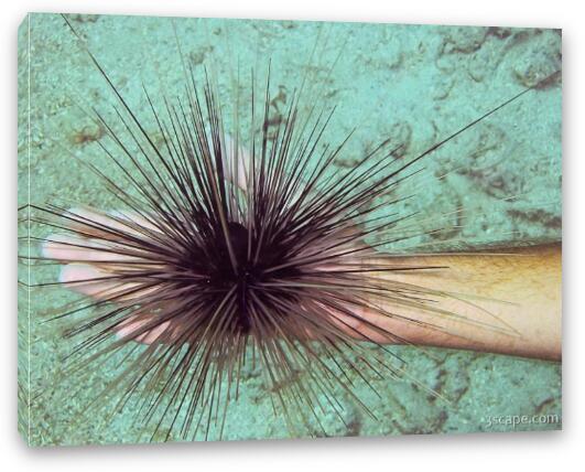 Brave diver handling a sea urchin. Fine Art Canvas Print