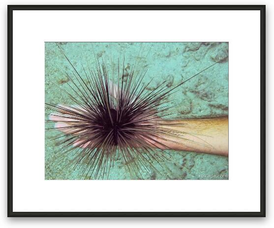 Brave diver handling a sea urchin. Framed Fine Art Print