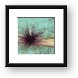 Brave diver handling a sea urchin. Framed Print