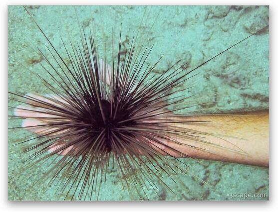 Brave diver handling a sea urchin. Fine Art Metal Print
