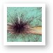 Brave diver handling a sea urchin. Art Print