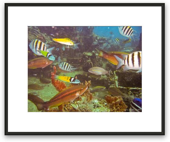 Lots of fish! Framed Fine Art Print