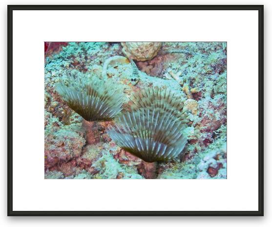 Corals Framed Fine Art Print