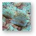 Corals Metal Print