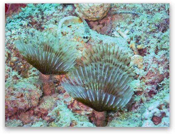 Corals Fine Art Print