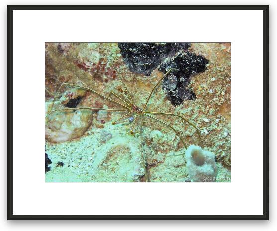 Shrimp Framed Fine Art Print