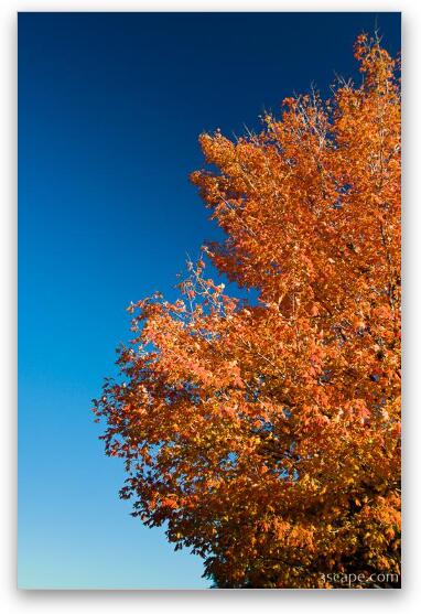 Busse Woods - Schaumburg, IL Fine Art Metal Print