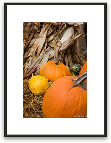Pumpkins Framed Fine Art Print