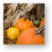 Pumpkins Metal Print