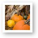 Pumpkins Art Print