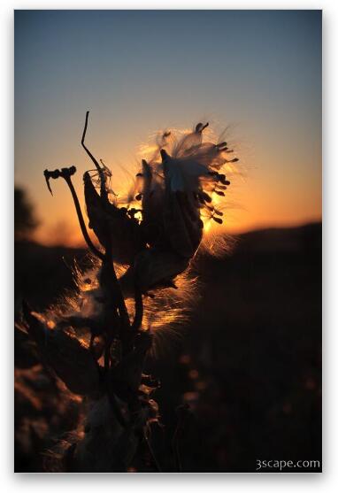 Milkweed seed pods at sunset Fine Art Metal Print
