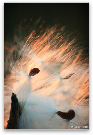 Milkweed seed pods at sunset Fine Art Print