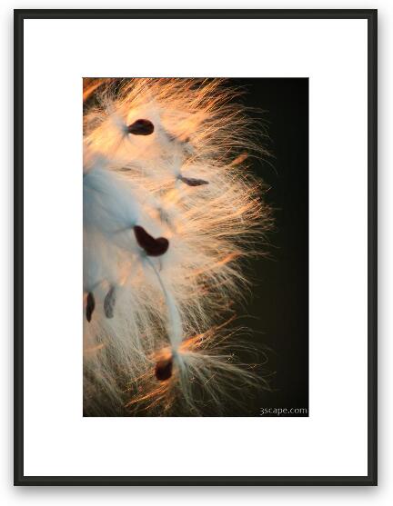 Milkweed seed pods at sunset Framed Fine Art Print