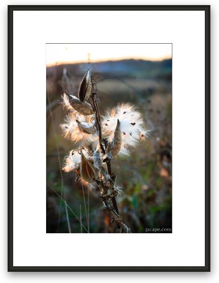 Milkweed seed pods at sunset Framed Fine Art Print