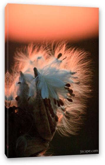 Milkweed seed pods at sunset Fine Art Canvas Print