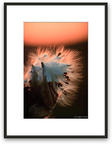 Milkweed seed pods at sunset Framed Fine Art Print