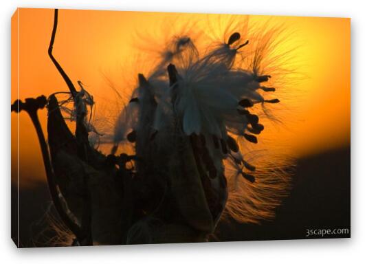 Milkweed seed pods at sunset Fine Art Canvas Print