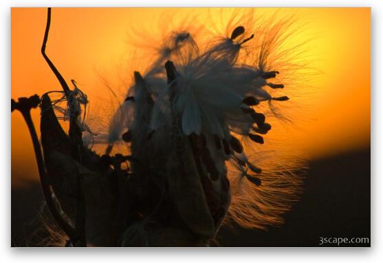 Milkweed seed pods at sunset Fine Art Metal Print