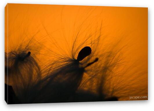 Milkweed seed pods at sunset Fine Art Canvas Print