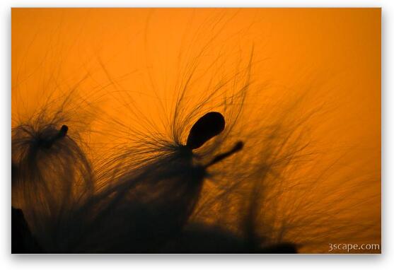 Milkweed seed pods at sunset Fine Art Print