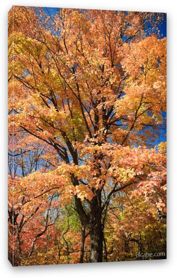 Fall colors Fine Art Canvas Print