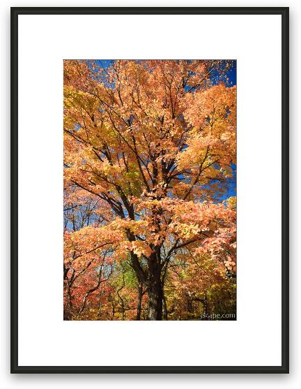 Fall colors Framed Fine Art Print