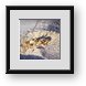 Buy Framed Print