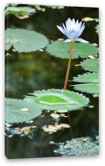Lily pad and flower (Chankanaab Nature Park) Fine Art Canvas Print