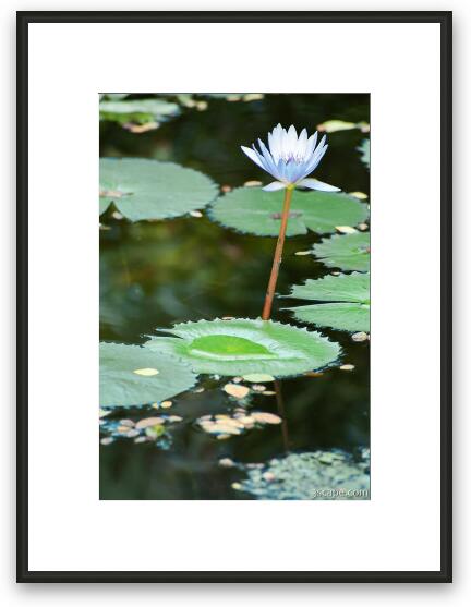 Lily pad and flower (Chankanaab Nature Park) Framed Fine Art Print