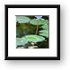 Lily pad and flower (Chankanaab Nature Park) Framed Print