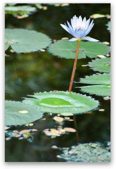 Lily pad and flower (Chankanaab Nature Park) Fine Art Metal Print