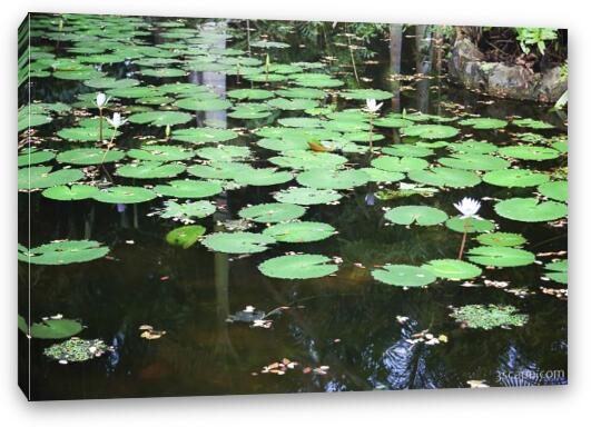 Pond with lilly pads (Chankanaab Nature Park) Fine Art Canvas Print