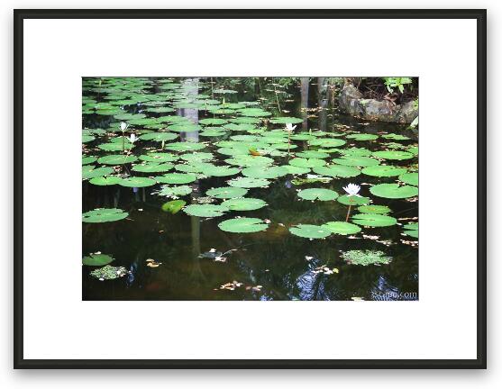 Pond with lilly pads (Chankanaab Nature Park) Framed Fine Art Print