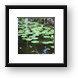 Pond with lilly pads (Chankanaab Nature Park) Framed Print
