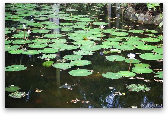 Pond with lilly pads (Chankanaab Nature Park) Fine Art Metal Print
