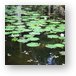 Pond with lilly pads (Chankanaab Nature Park) Metal Print