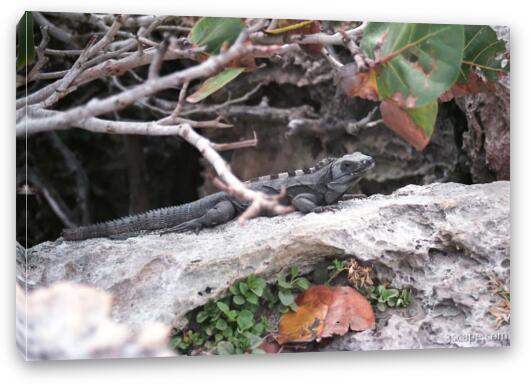 Iguana - These are not a rare site in Cozumel Fine Art Canvas Print