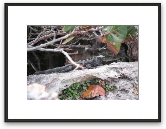 Iguana - These are not a rare site in Cozumel Framed Fine Art Print