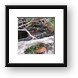 Iguana - These are not a rare site in Cozumel Framed Print