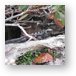Iguana - These are not a rare site in Cozumel Metal Print