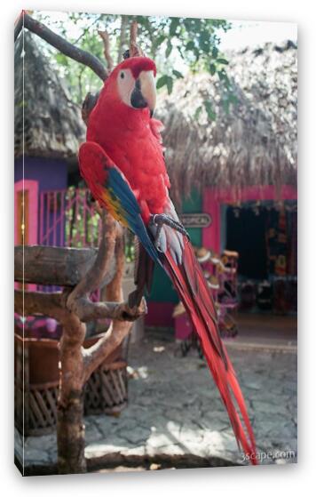 Parrot at Xel-Ha (you can pay to have it sit on you...  yippee!) Fine Art Canvas Print