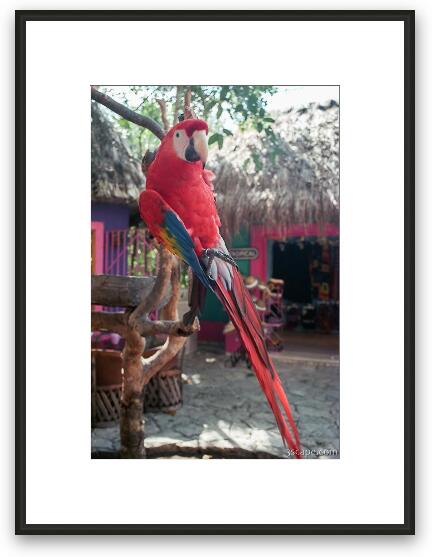 Parrot at Xel-Ha (you can pay to have it sit on you...  yippee!) Framed Fine Art Print