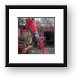 Parrot at Xel-Ha (you can pay to have it sit on you...  yippee!) Framed Print