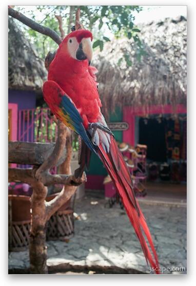 Parrot at Xel-Ha (you can pay to have it sit on you...  yippee!) Fine Art Metal Print