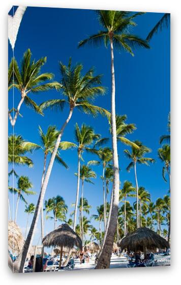 Tall palm trees on the beach Fine Art Canvas Print