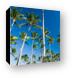 Tall palm trees on the beach Canvas Print