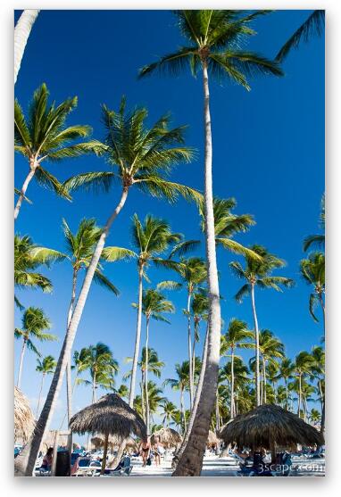Tall palm trees on the beach Fine Art Print