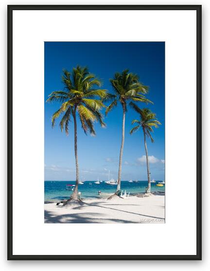 Tall palm trees on the beach Framed Fine Art Print